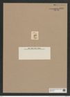 Pyxidicula spec.? (de-Toni-Nr.: Genus 188) Zeichnungen Sammlung Grunow Nr. 8331 (NHMW-BOT-W0377733)